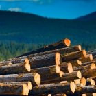 A pile of logs